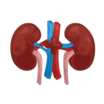 Kidney Health Logo